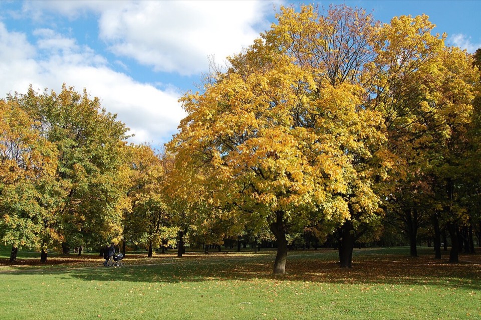 Pole Mokotowskie park in Warsaw in autumn